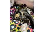 Adopt Zoey a Domestic Short Hair