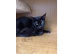 Adopt Jesse a Domestic Short Hair