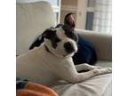 Adopt Fancy a Pit Bull Terrier