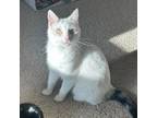 Adopt Chiffon LaGiglia a Domestic Short Hair