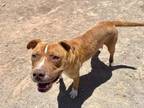 Adopt SUNFLOWER a Pit Bull Terrier, Mixed Breed
