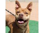Adopt TOFFEE a Pit Bull Terrier, Mixed Breed