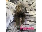 Adopt Black female lab puppy Logan WV a Labrador Retriever