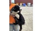 Adopt Molly (A) a Australian Shepherd