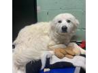 Adopt Mouse a Great Pyrenees