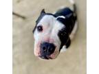 Adopt Oreo a Pit Bull Terrier