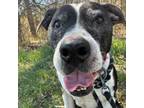 Adopt Evelyn a Pit Bull Terrier