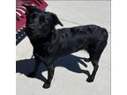 Adopt Ripley a Black Labrador Retriever, Australian Cattle Dog / Blue Heeler