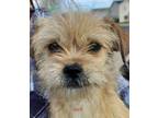 Adopt April a Shih Tzu