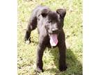 Adopt Cricket a Mixed Breed