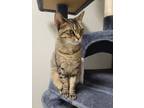 Adopt Eleanor a Domestic Short Hair