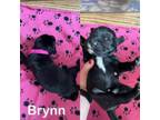Adopt Brynn a Labrador Retriever, Standard Poodle