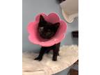 Adopt Olive a Domestic Short Hair