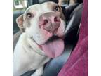 Adopt Whiskey Momma a American Staffordshire Terrier