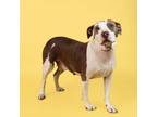 Adopt Whiskey Momma a American Staffordshire Terrier