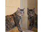 Adopt Autumn a Domestic Short Hair