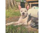 Adopt Momo a Mixed Breed, Pit Bull Terrier