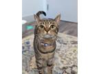 Adopt Coco Puffs a Domestic Short Hair