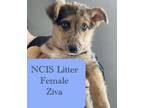 Adopt NCIS : Ziva a German Shepherd Dog, Australian Shepherd