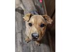 Adopt Cinnamon a Shar-Pei