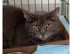 Adopt Tipper a Domestic Short Hair