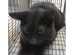 Adopt Lyric a Domestic Short Hair