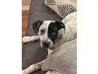 Adopt Bluey (Lindor) a Australian Cattle Dog / Blue Heeler, Mixed Breed