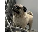 Adopt Layla a Pug