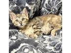 Adopt Flashy a Domestic Short Hair