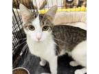 Adopt Wanda a Domestic Short Hair