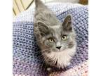 Adopt Kaylani a Domestic Long Hair