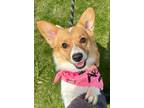 Adopt Coco a Corgi