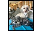 Adopt Sophie and Rocco - BONDED PAIR a Shih Tzu