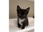 Adopt EMERY a Domestic Short Hair