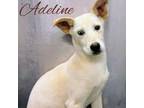 Adopt Adeline a Shepherd