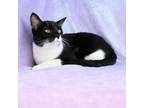 Adopt Harleigh a Domestic Short Hair