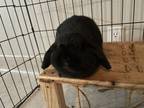 Adopt Pepper a Holland Lop