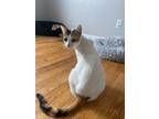 Adopt Kiki a Calico, Domestic Short Hair