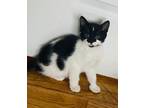 Adopt Kiki's kitten: Kokiri a Domestic Short Hair