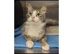 Adopt Fantasia a Domestic Short Hair