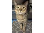 Adopt Lolla a Domestic Short Hair