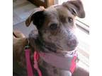 Adopt Cocoa a Cattle Dog