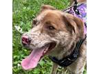 Adopt Cocoa a Cattle Dog