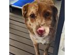 Adopt Cocoa a Cattle Dog