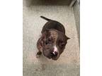 Adopt Remy a Pit Bull Terrier, Mixed Breed