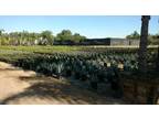 Business For Sale: Nursery & Landscaping Business With Real Estate