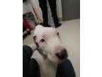 Adopt Susie a Pit Bull Terrier, Mixed Breed