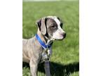 Adopt Reptar a Pit Bull Terrier, Mixed Breed