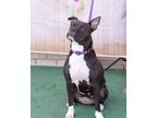 Adopt Star a American Staffordshire Terrier