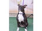 Adopt Star a American Staffordshire Terrier